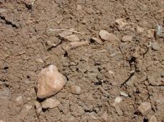 earth ground texture red dirt mud rocks roots soil