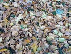 fall leaf leafs texture grass grounds field