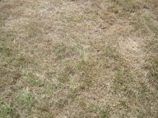grounds grass drie dried texture