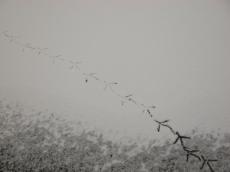 bird prints in snow on frozen water ice winter