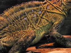 reptile skin scubs pattern