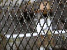 fence wire metal castiron cast-iron grating