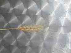 helm of grass metal background prickly plant