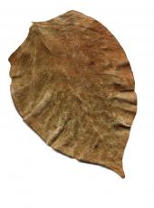 dried leaf brown flat themabina