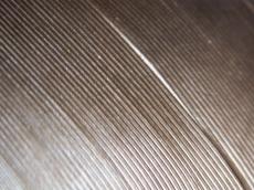 nature feather macro texture
