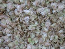 leaf  leafs  texture  grounds  nature  seeds  seed
