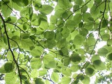 nature leaf leafs texture green beech trees