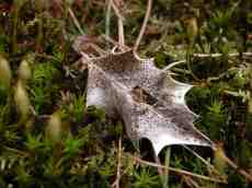 nature texture leaf holly brown fall moss