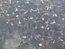 puddle water leaves swamp