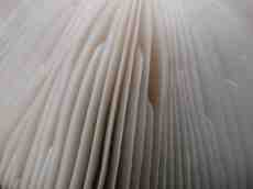 mushroom spores fungi 