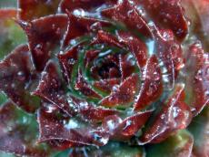 cactus flower red closeup wet dew moist glisten dewdrop dewdrops