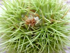 chesnut fruit seed sting green nature fall tame