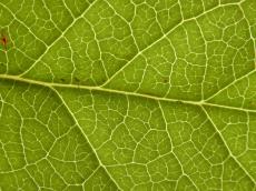 leaf closeup veins green