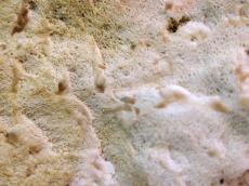 mushroom macro close goo texture