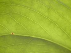 green texture leaf vein