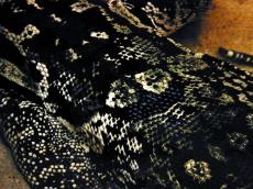 snake skin snakeskin reptile black snakes zoo animals