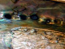 shell coral sea mother of pearl 