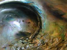 shell wet rainbow oyster perl scale aqua drop drops texture