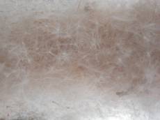 fluffy seeds floating soft