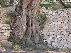 tree trunk bark wall rock white chalk