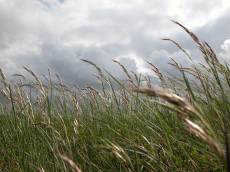 grass helm helms waving in the breeze green stormy field 