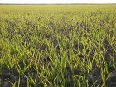 field grass green horizon