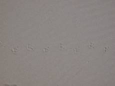 nature texture sand beach foot footprint bird trail