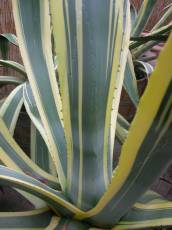 nature texture cactus plants succulent
