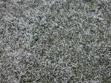 nature texture grass frozen winter ice