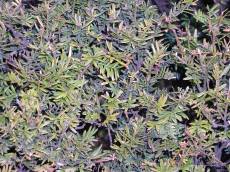 tabus leafs thick thicket green dense foliage nature