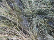 tabus helm grass dunes sand