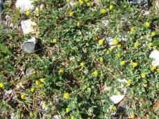tabus ground plants stones
