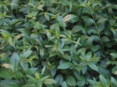 tabus nature leafs green coarse