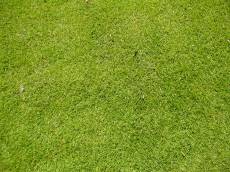 tabus grass astroturf green blades field texture