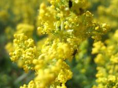 tabus flower yellow spring springtime warm