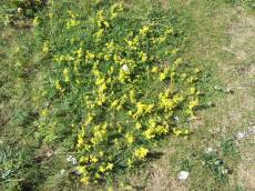 tabus grass shrub green plant floor ground yellow flowers