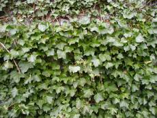 tabus nature texture ivy texture leafs green poisonivy poison