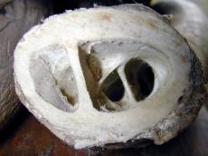 bone hollow nature extincted