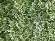 nature trees fern texture leafs green