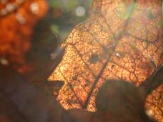 autum leaves orange old leaf brown dried translucent