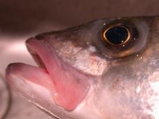 nature animals sea fish eye fisheye mouth head macro
