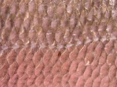 fish fishy scale scales salmon pink