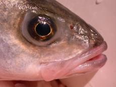 fish eye gelly gel slimey head