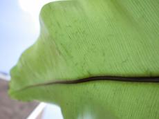 fern leaf green vein nature plants macro