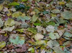 textures leafs fall grounds nature