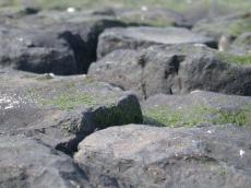rock rocks pebble pebbles flat smooth surface moss