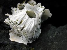 sea pock white animal crature black stone