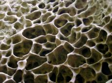 limestone honeycomb comb bees stone rock