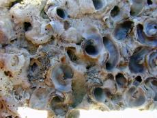 rock rocky coral stone petrified ocean life
