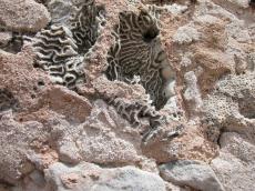 organic rock brown coral